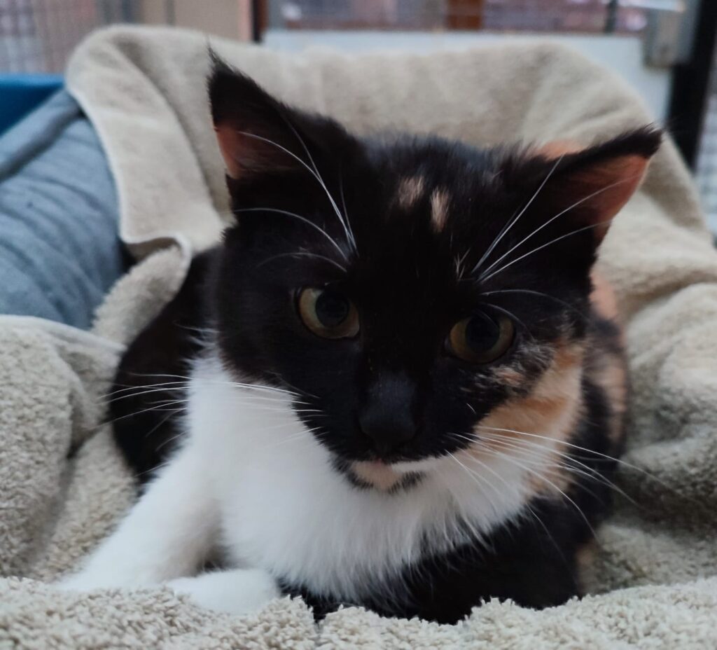 Tierheim Hattersheim - PHOTO 2026 04 02 14 09 39 2