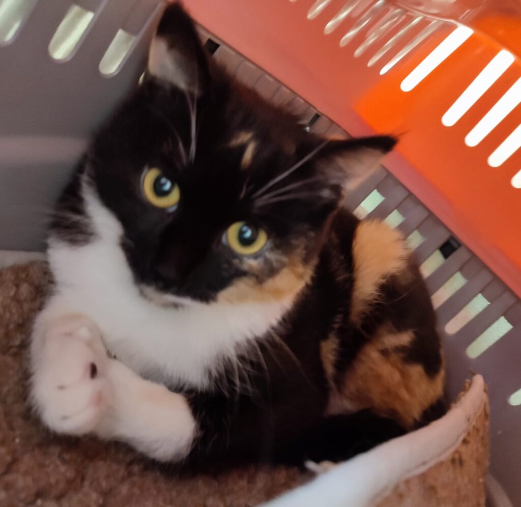 Tierheim Hattersheim - PHOTO 2026 04 02 14 09 39 3