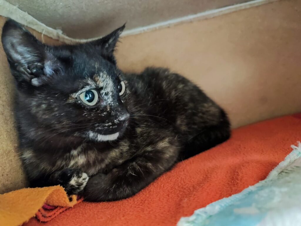 Tierheim Hattersheim - PHOTO 2026 04 02 14 20 35 3