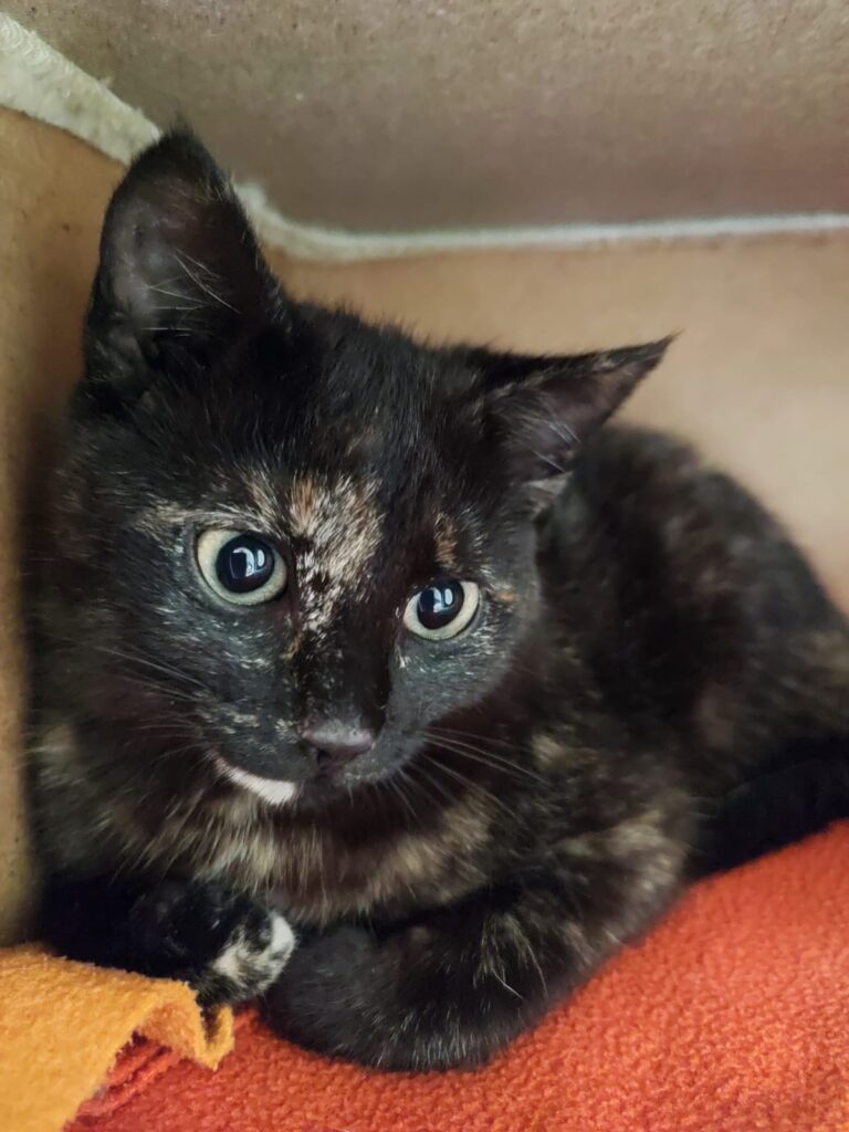 Tierheim Hattersheim - PHOTO 2026 04 02 14 20 35