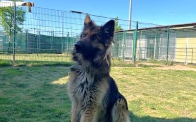 Maverick/ nicht im Tierheim