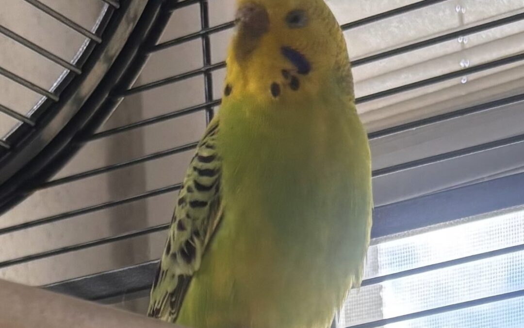 Kiwi