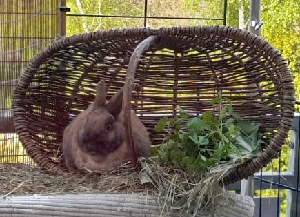 Coco 3 Tierheim Hattersheim - PHOTO 2026 05 22 12 42 15