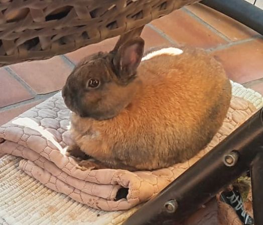 Coco 1 Tierheim Hattersheim - PHOTO 2026 05 22 12 42 30