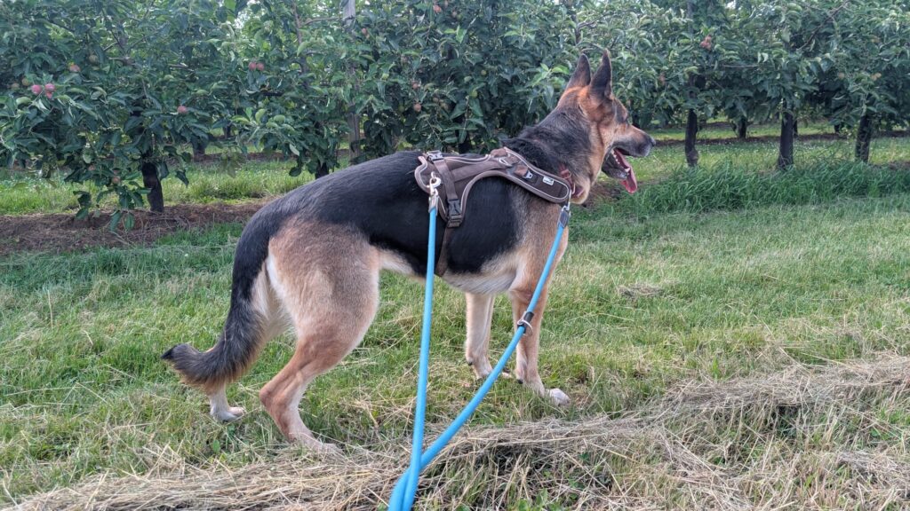 Tierheim Hattersheim - PHOTO 2026 06 13 11 30 56 2