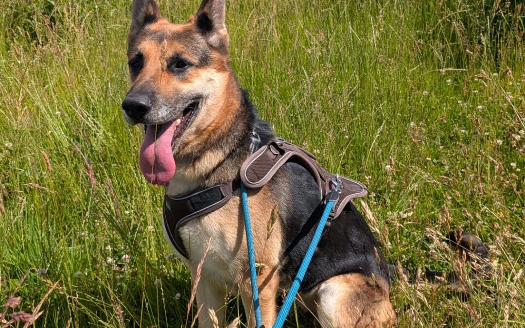 Laika