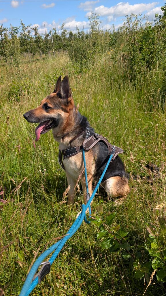 Tierheim Hattersheim - PHOTO 2026 06 13 11 30 56 4