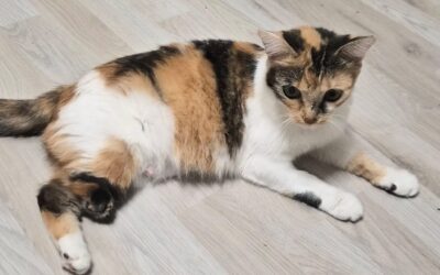 Lotti / Pflegestelle
