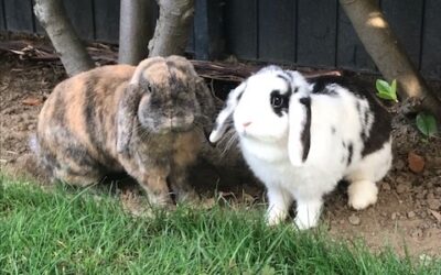 Fremdvermittlung 11 Toffy und Fee/ nicht im Tierheim