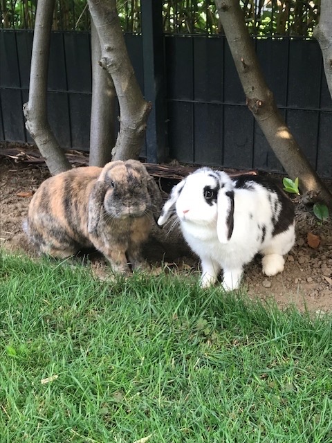 Toffy und Fee/ nicht im Tierheim