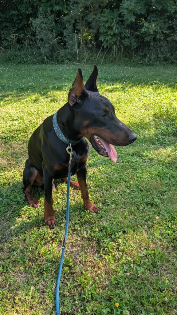 Pablo 2 Tierheim Hattersheim - PHOTO 2026 07 02 18 11 14 2
