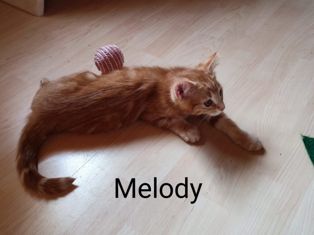 Mikesch, Melody, Mania und Marley/ Pflegestelle 5 Tierheim Hattersheim - PHOTO 2026 07 06 18 04 41