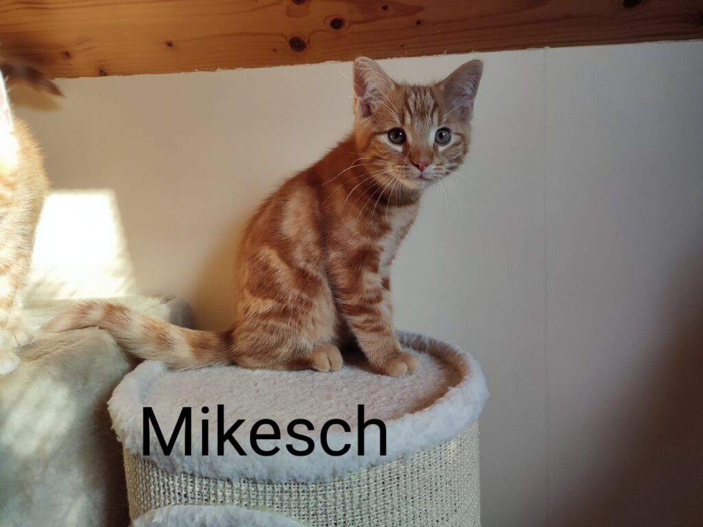 Mikesch, Melody, Mania und Marley/ Pflegestelle 1 Tierheim Hattersheim - PHOTO 2026 07 06 18 04 42 6