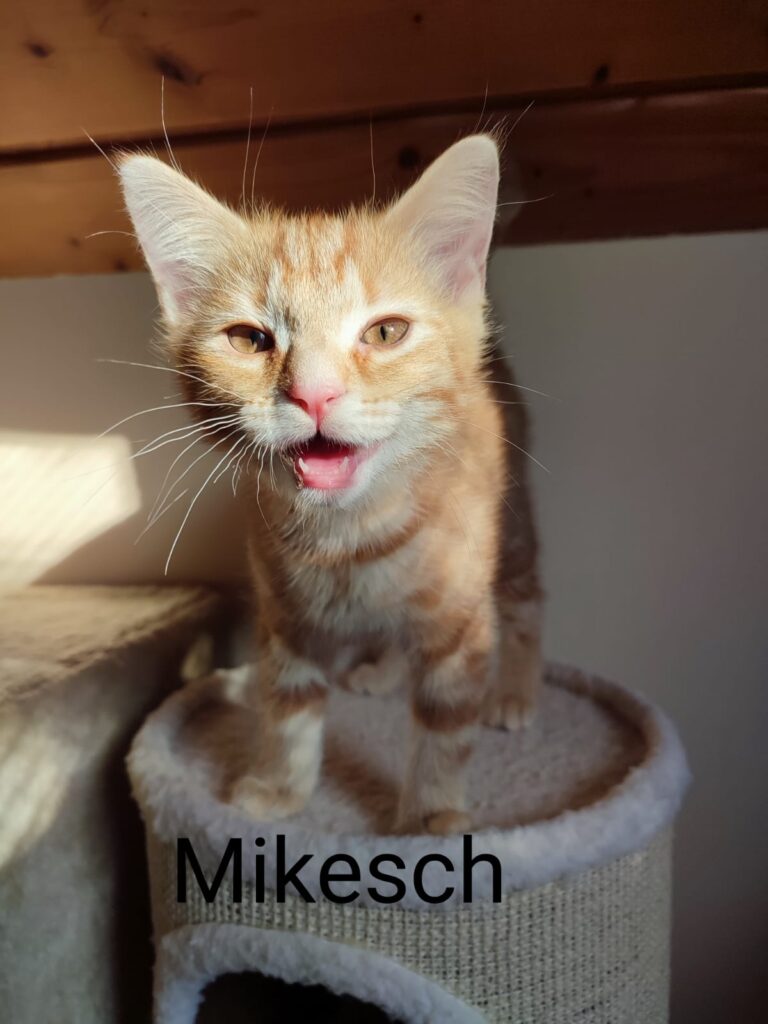Mikesch, Melody, Mania und Marley/ Pflegestelle 8 Tierheim Hattersheim - PHOTO 2026 07 06 18 04 42 7