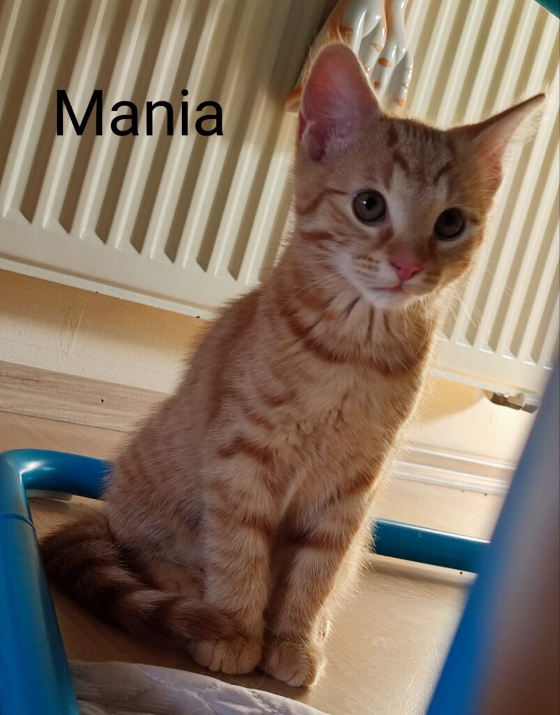 Mikesch, Melody, Mania und Marley/ Pflegestelle 6 Tierheim Hattersheim - PHOTO 2026 07 06 18 04 42 8