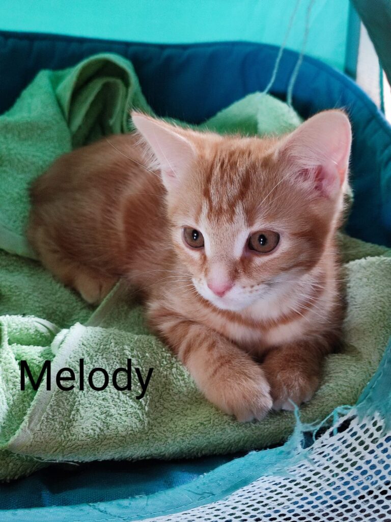 Mikesch, Melody, Mania und Marley/ Pflegestelle 4 Tierheim Hattersheim - PHOTO 2026 07 06 18 04 42 9