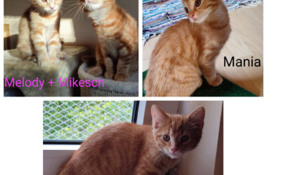 Mikesch, Melody, Mania und Marley/ Pflegestelle