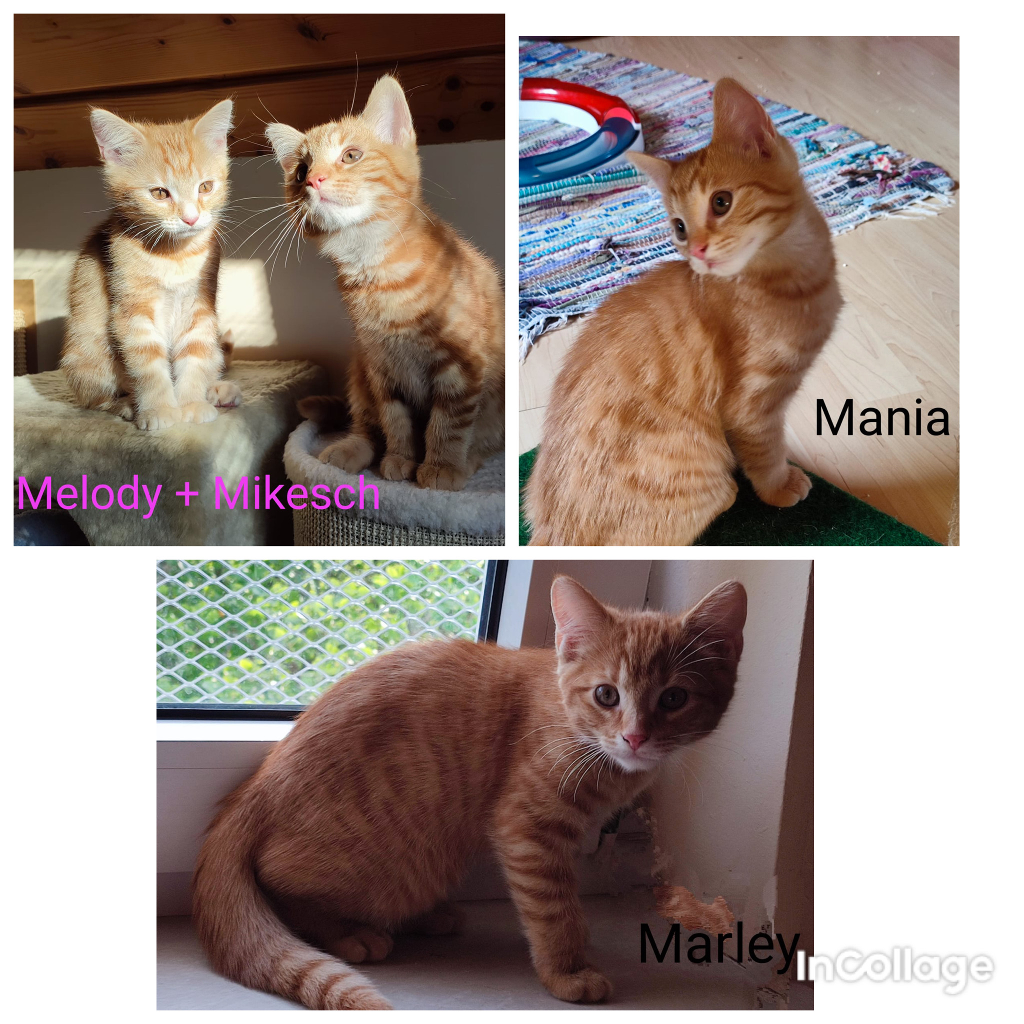 created by InCollage