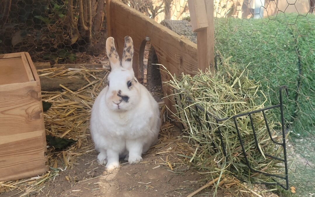 Gisi/ Vermittlungshilfe🐇