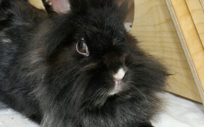 Blacky