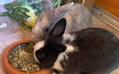 Sammy & Oscar