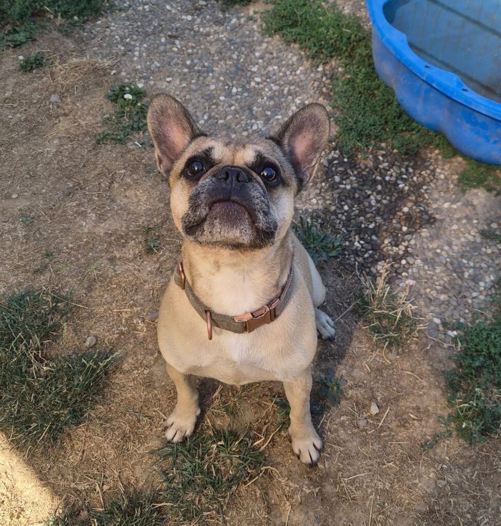Butch 1 Tierheim Hattersheim - PHOTO 2026 08 14 12 36 27 3