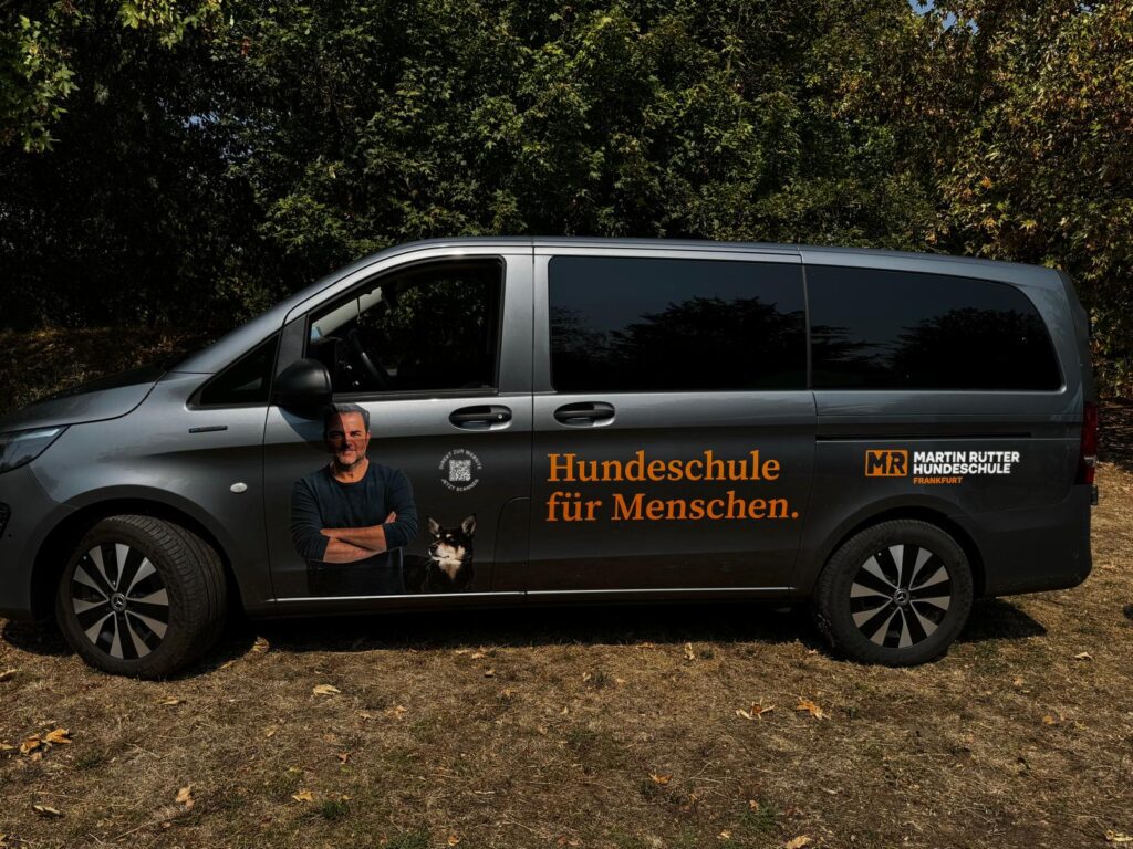 Tierheim Hattersheim - PHOTO 2026 08 19 19 09 11 6