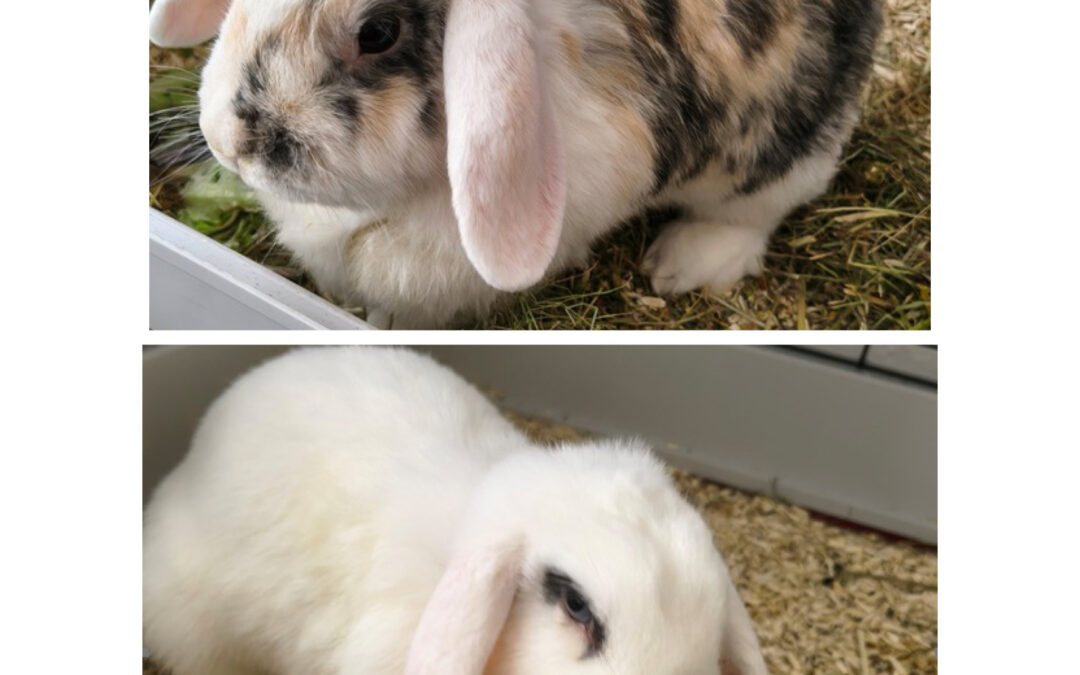 Cookie und Bella/ Vermittlungshilfe