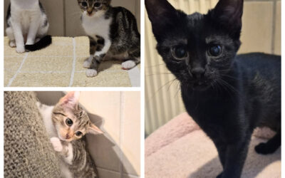 Lucy,Orea,Kitty & Cookie