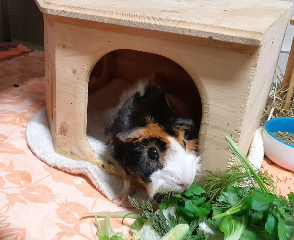 Tierheim Hattersheim - PHOTO 2026 09 16 22 58 40 3