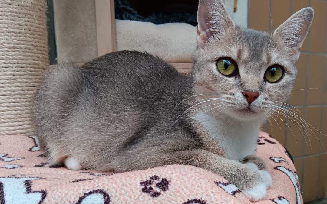 Bonita