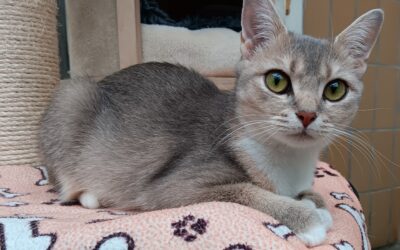 Bonita
