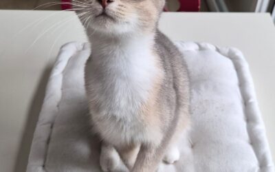 Bonita