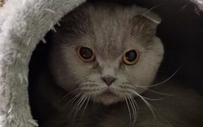 Pascha